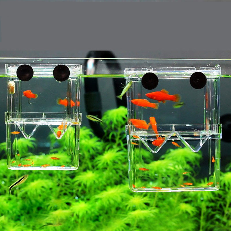 Betta Fish Tank - Caixa de isolamento para criação de