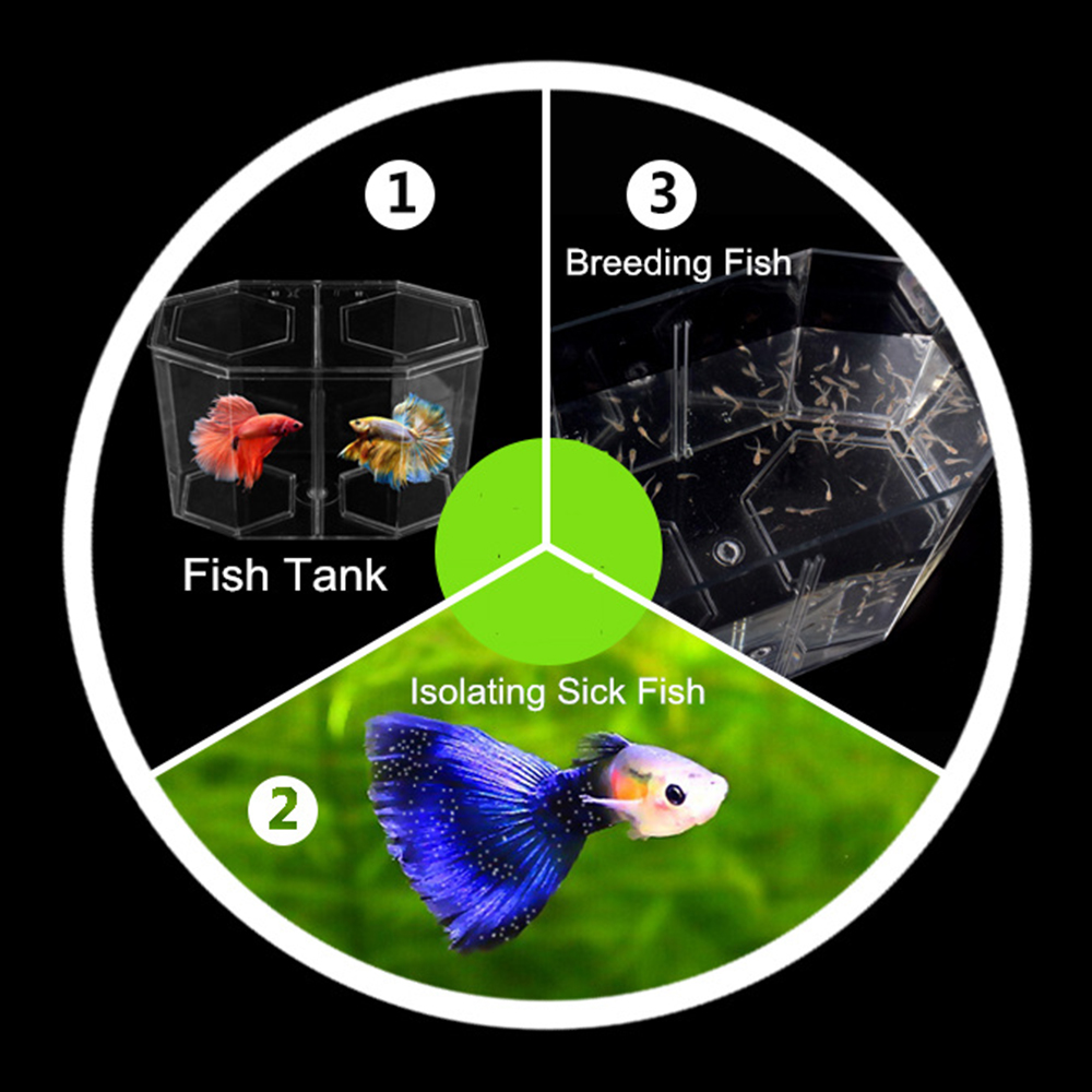 Acrílico dois splits guppy tan - Betta Fish Tank avaliação e preço